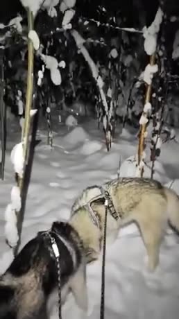 Usual dog walking on december forest path in southern Finland ❄🎄