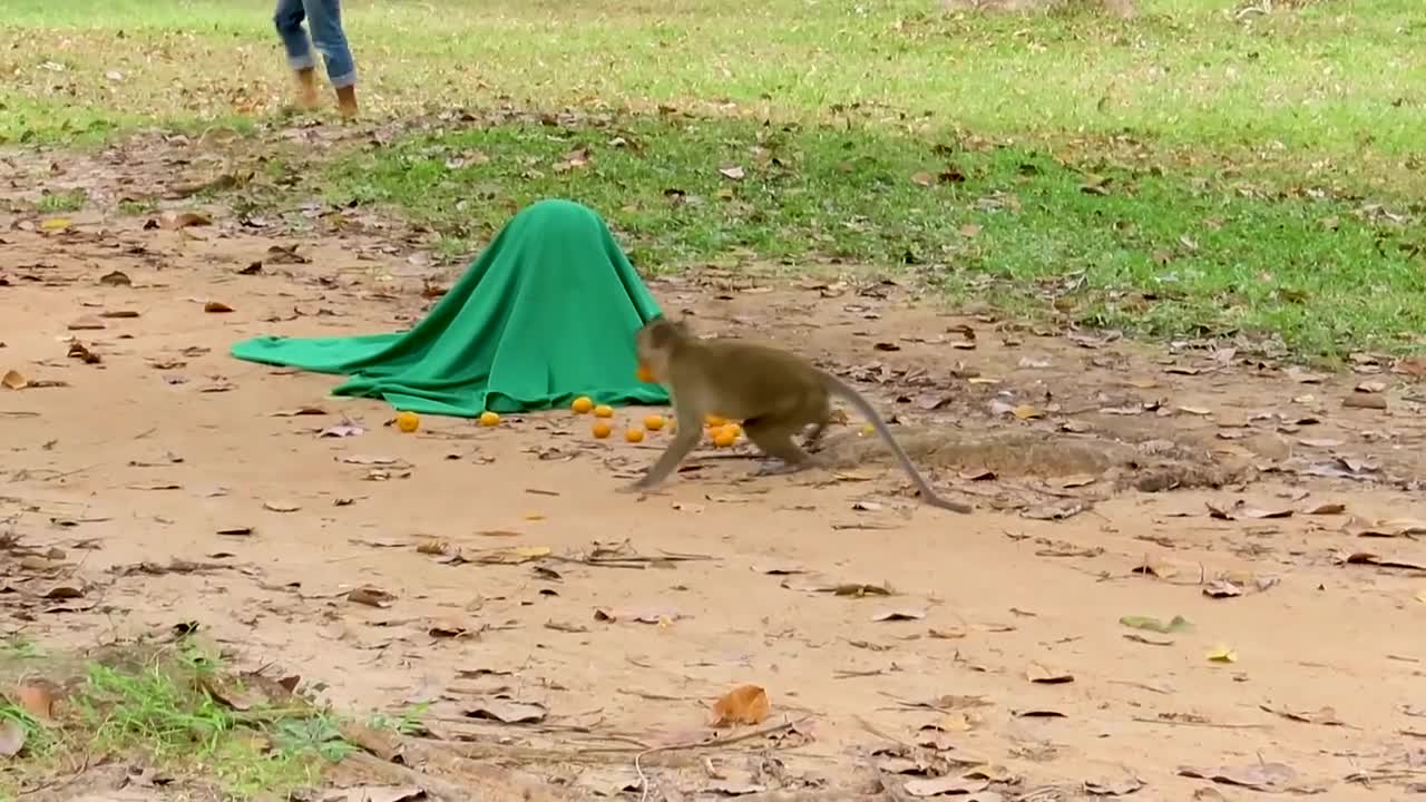 Fake Tiger Prank Monkey and Dog Funny video