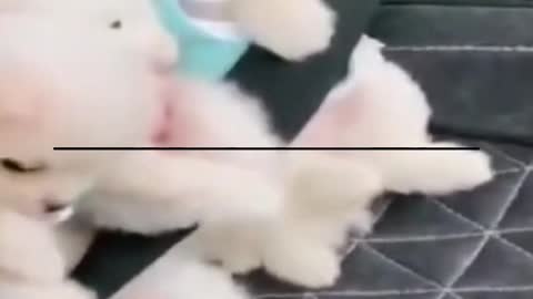 Baby Dogs Cute and Funny Dogs Cute Puppies Funny Things Cute Baby Animals Videos