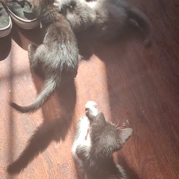 Litter of adorable kittens playing. 7 weeks old