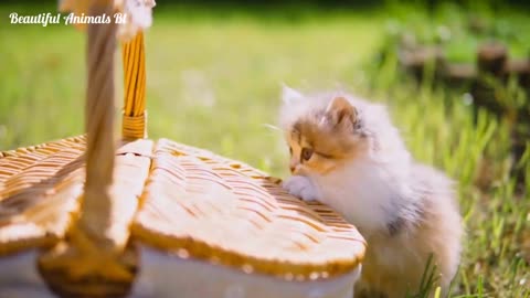 Cute and funny cats videos beautiful animals bl