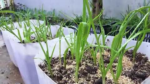 tips to grow garlic in water bottles