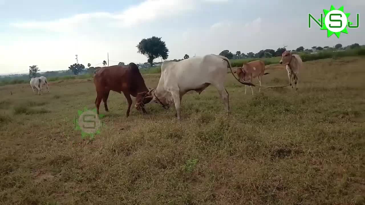 REAL OX ANIMAL FIGHT - NSJ TV - NATURAL STORY JOURNEY