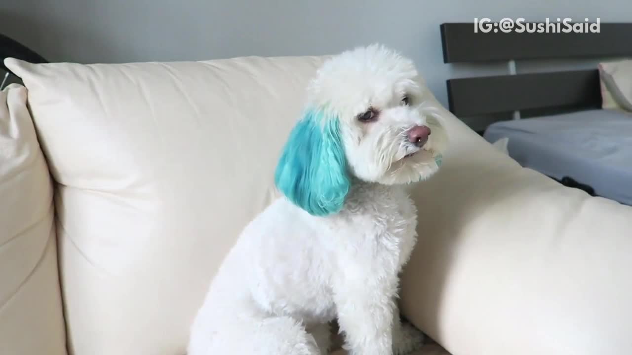 White dog with blue dyed ears