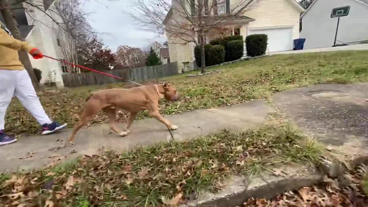 Strong Pit bull vs Cane Corso