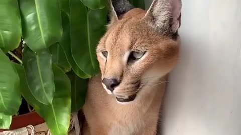 Wild, big and cute cat