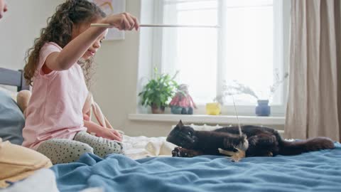 Cute cats playing with kids