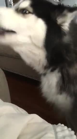 Siberian Husky Sings With Little Baby And Make Him Stop Crying!