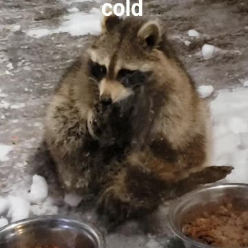 Racoons get cold feet
