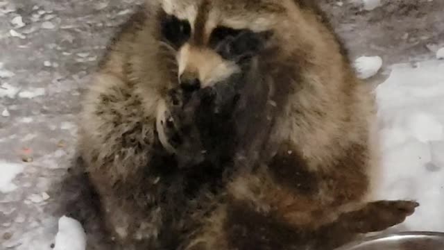 Racoons get cold feet