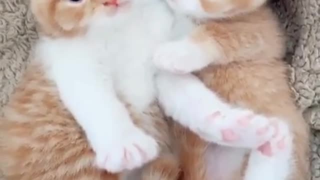 Adorable cute ginger kittens 😍😂🤣