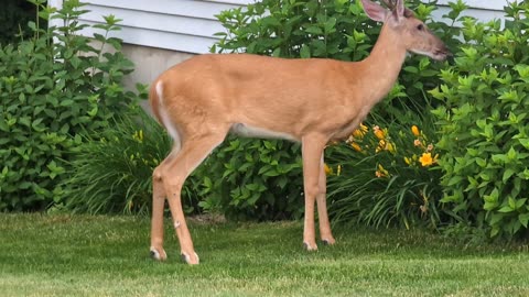 Friendly Buck Eating Flowers