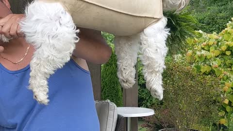 Nail Trimming Hammock Trick Keeps Doggy Relaxed