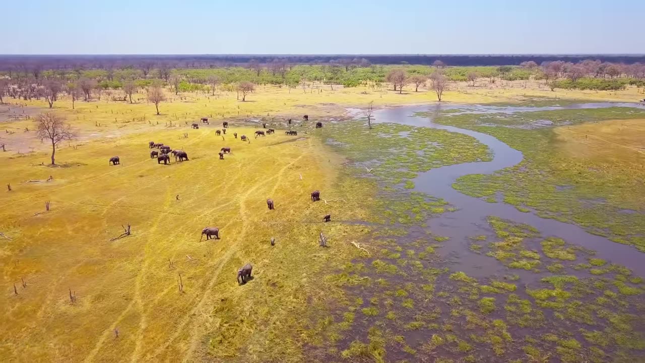 Life of African Elephants - Largest Terrestrial Mammals of the Earth - 4K Nature Documentary Film