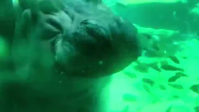 Hippopotamus 🦛 One Of The Tallest Animals In The