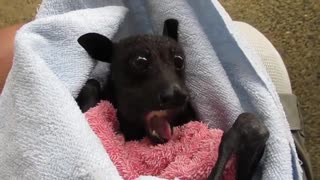 Rescued bat eating a banana