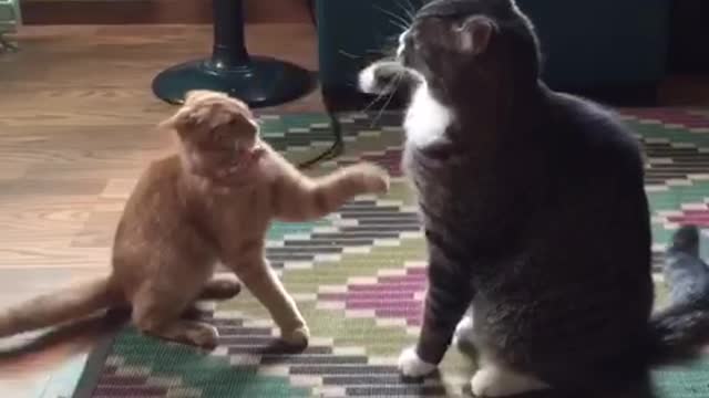 Orange and black cats swipe each other with their paws