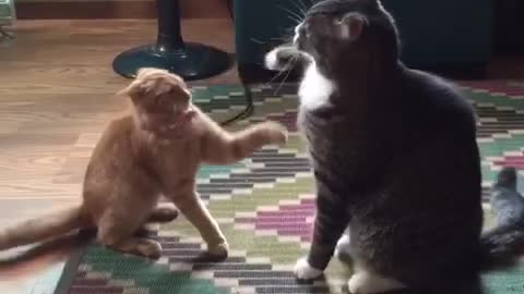 Orange and black cats swipe each other with their paws