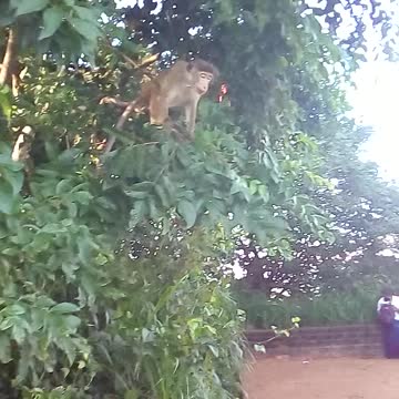 Monkey on the tree
