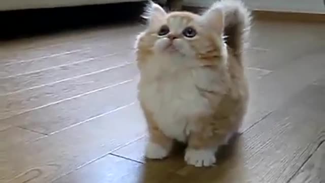 Funny and Cute Cat Video to Keep You Smiling! 🐱