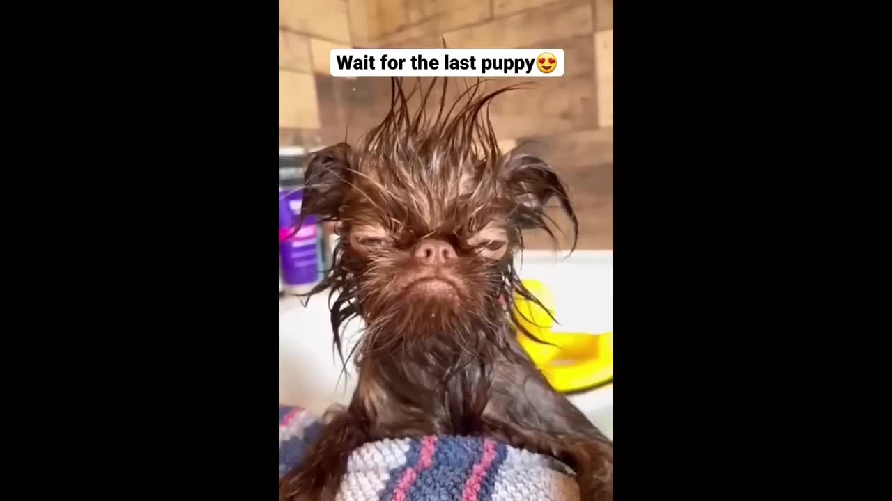 daily life of small animals