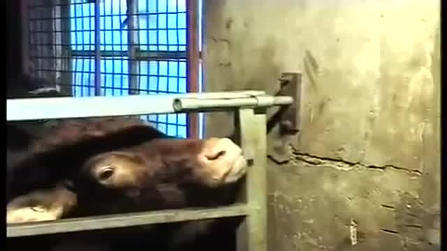 Cow Opens Gate With Tongue
