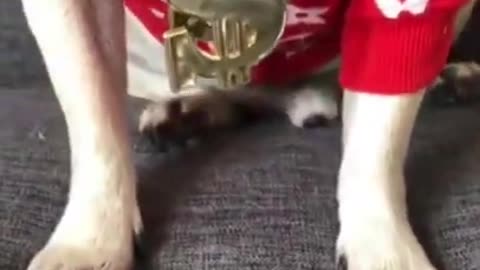 Funny animals video