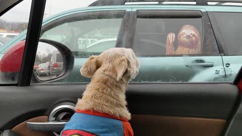 12-31-2020 - Chipper Starts A Fight With A Window Cling