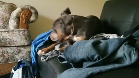 Cute dog having fun with himself