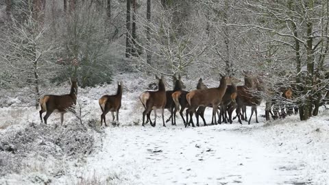 Dears in snow