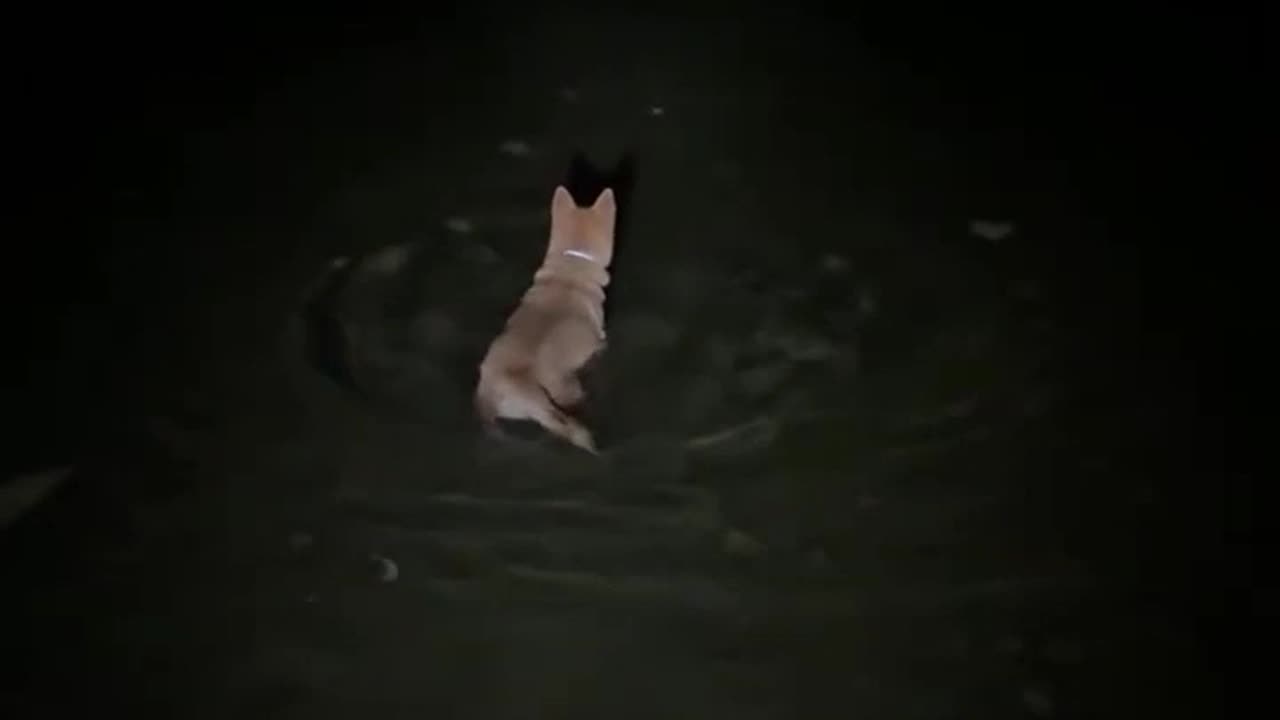 He Hears a Sound in the Water. It's Too Dark to See. What is it_