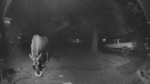 Late Night Moose Gobbles Up Pumpkin