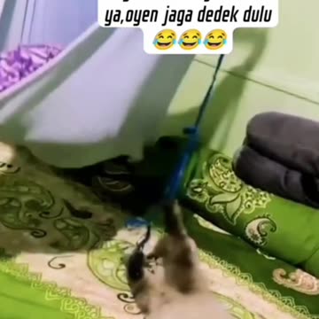 Orange Cat taking care of a Baby