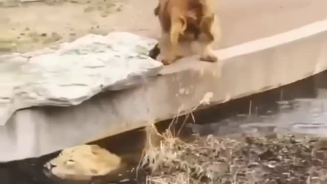 #Lion funny video