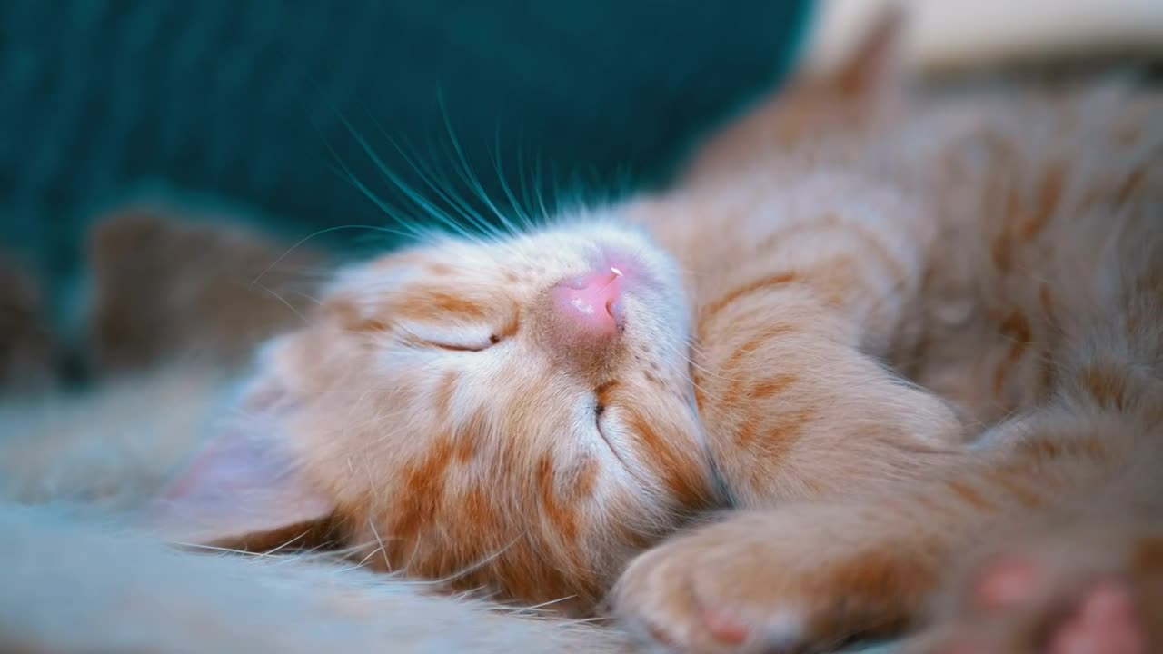 Cute red kitten sleeping