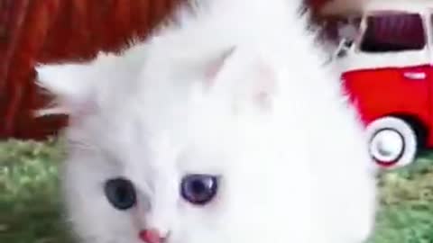 Wow Funny Cats And Kittens Meowing Compilation