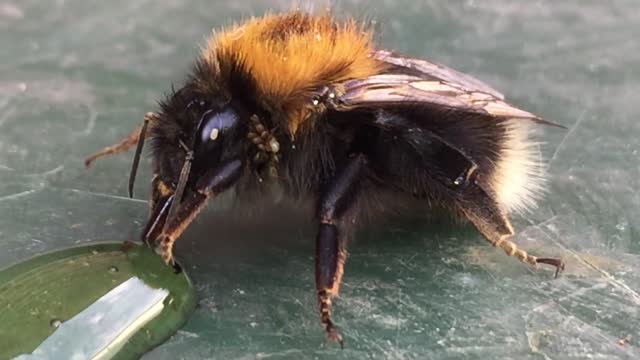 the best time for bees 3