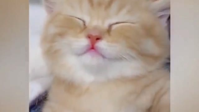 So Cute Cats Funny Video || Cats Funny Dance 2021|| Animals