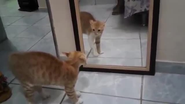 the cat was frightened of its reflection