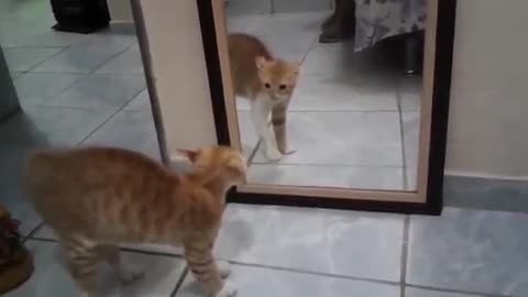 the cat was frightened of its reflection