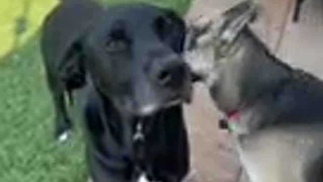 Dog Training 🐾 | #shorts # dog #dogtraning