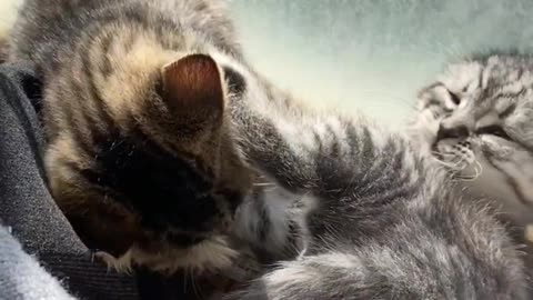 Cute cats fight
