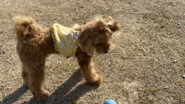 a spitting puppy