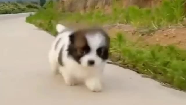 Funny Dogs videos | cut dogs | dogs comedy videos