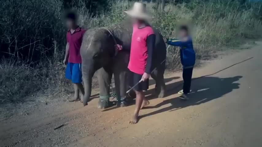 Abusive taming Of baby Elephent for thai tourism #922