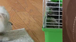 Dog Ecstatic When Reunited With Guinea Pig Best Friend