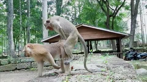 Lovely monkey meeting