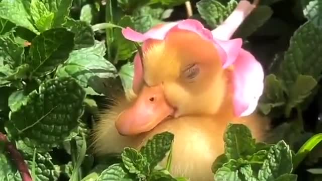 where are you little duck?