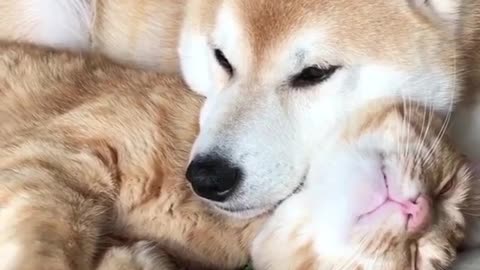 Isn't it interesting that this cat and dog sleep together?