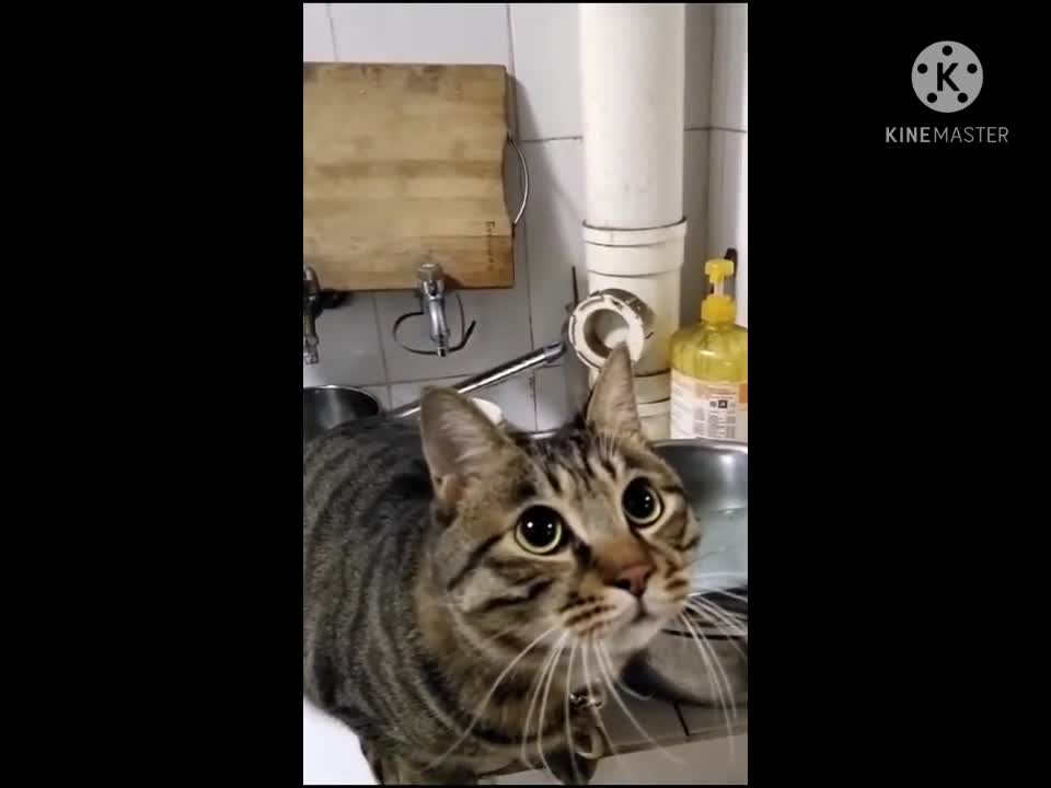 crazy cat jumping out the door